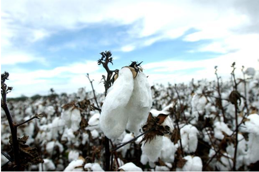 Due vertically integrated production facilities, Indian share in the global supply of cotton is expected to grow.