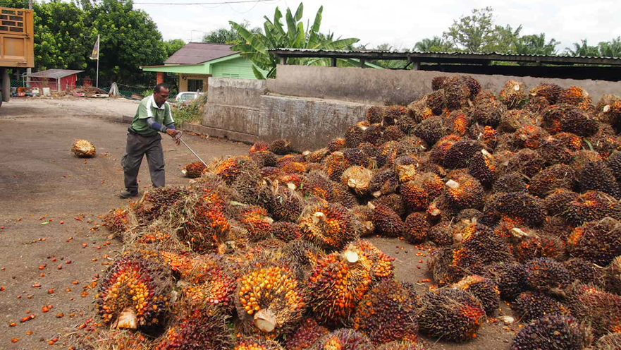 Palm oil and palm products are main export products of Indonesia