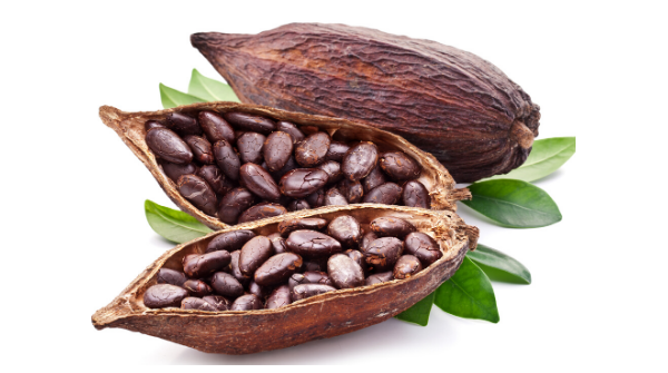 Cocoa is famous export product of Nigeria