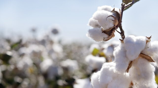 Cotton Yarn is important export product of Pakistan.